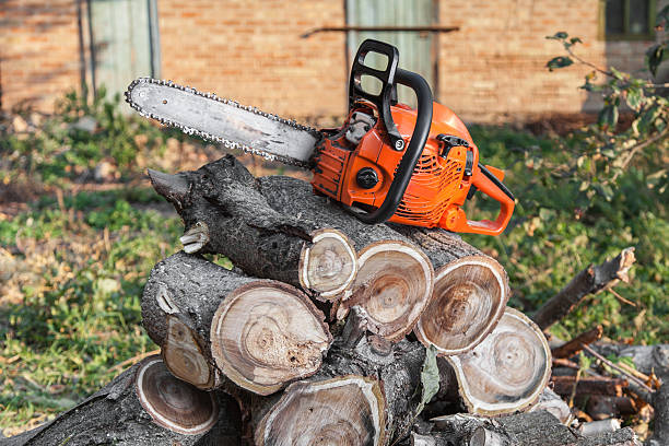 Reliable Brookfield, MO Tree Service Solutions